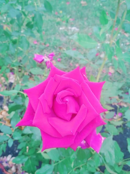 Belle Rose Rouge Fond Naturel — Photo