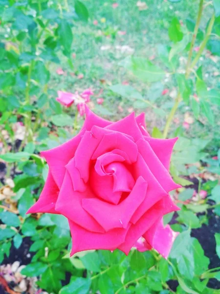 Gyönyörű Vörös Rózsa Természetes Háttér — Stock Fotó