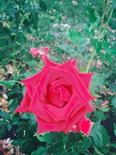 Όμορφο Κόκκινο Τριαντάφυλλο Φυσικό Υπόβαθρο — Φωτογραφία Αρχείου