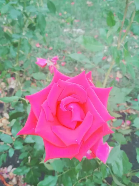 Belle Rose Rouge Fond Naturel — Photo