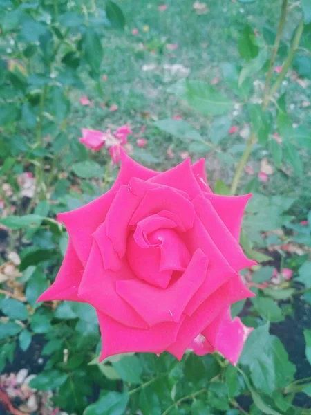 Hermosa Rosa Roja Fondo Natural — Foto de Stock