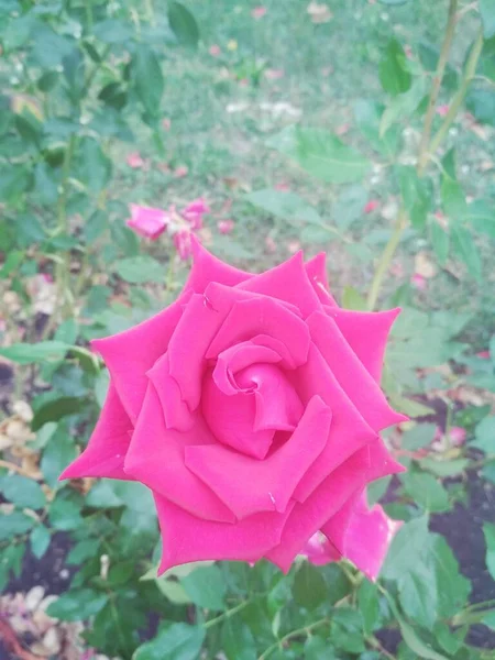 Hermosa Rosa Roja Fondo Natural — Foto de Stock