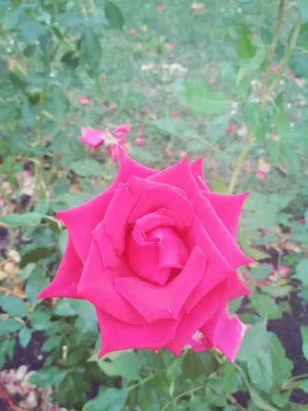 Belle Rose Rouge Fond Naturel — Photo