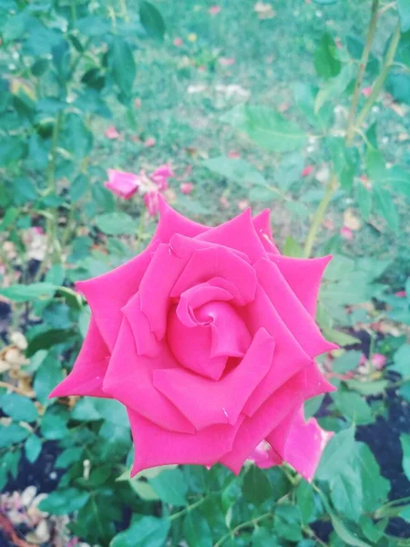 Gyönyörű Vörös Rózsa Természetes Háttér — Stock Fotó