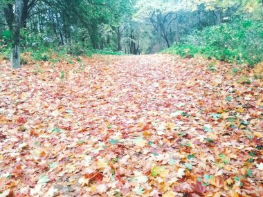 Sonbahar parkı, sonbahar, doğal arka plan 