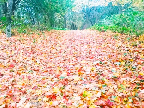 Jesienny Park Jesień Naturalne Tło — Zdjęcie stockowe