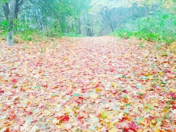 Parco Autunnale Autunno Sfondo Naturale — Foto Stock