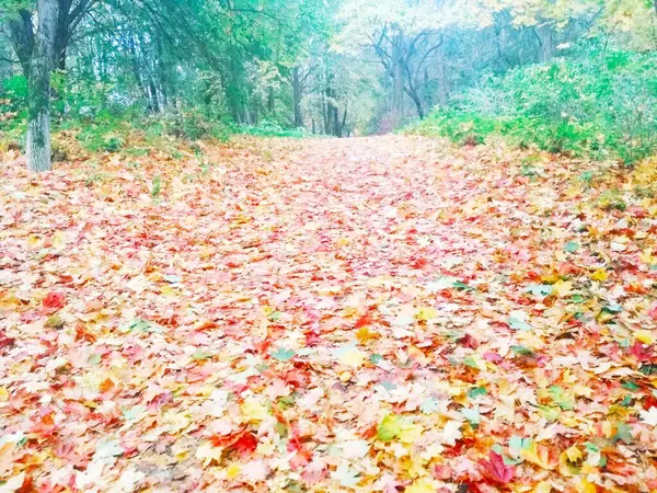 秋の公園 自然の背景 — ストック写真