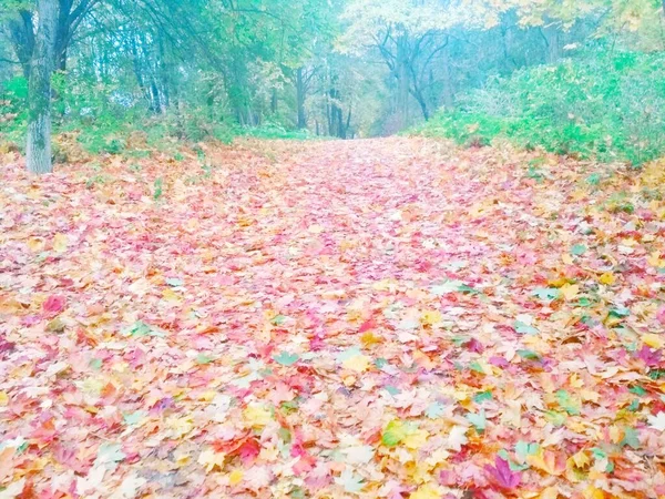 Parque Otoño Otoño Fondo Natural —  Fotos de Stock