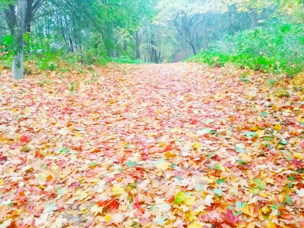 Herfstpark Herfst Natuurlijke Achtergrond — Stockfoto