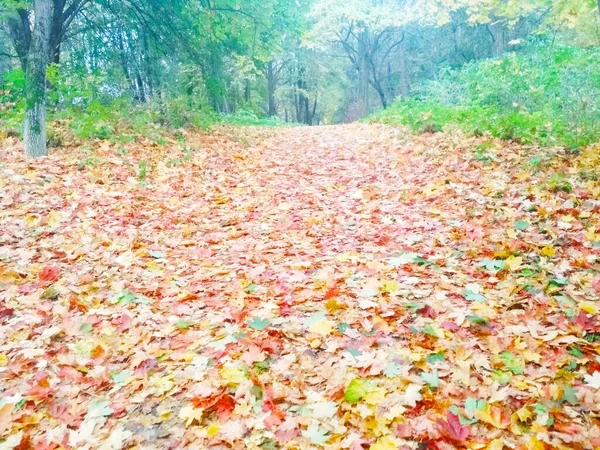 秋天公园 自然背景 — 图库照片