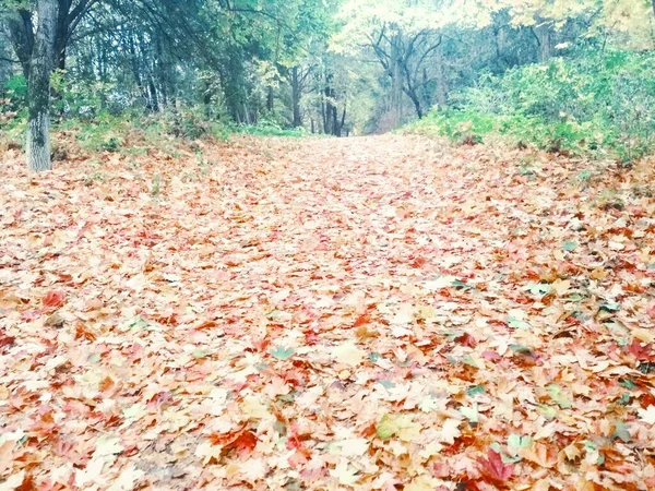 Осенний Парк Осень Природный Фон — стоковое фото