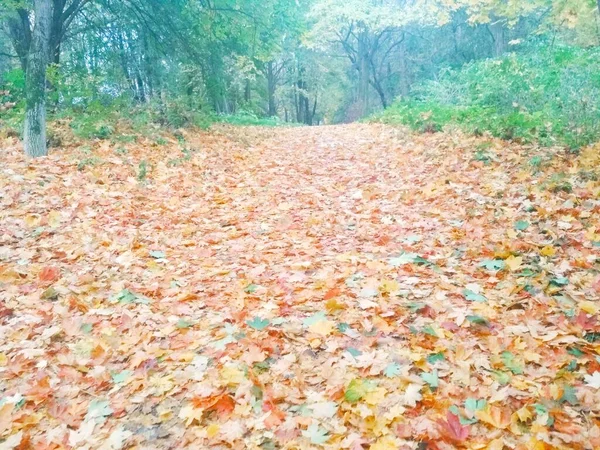 Herbst Park Herbst Natürlicher Hintergrund — Stockfoto