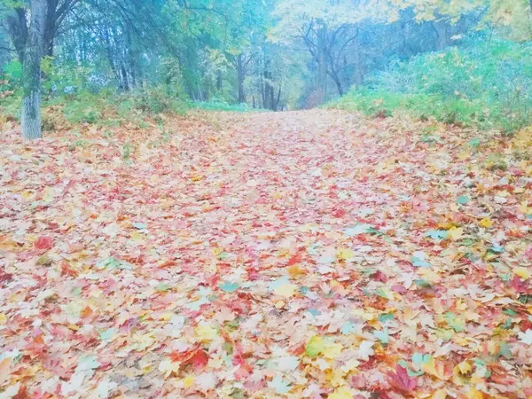 Podzimní Park Podzim Přírodní Zázemí — Stock fotografie