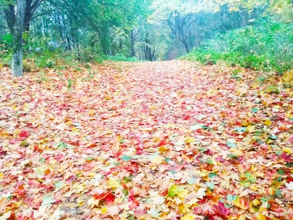 Jesienny Park Jesień Naturalne Tło — Zdjęcie stockowe