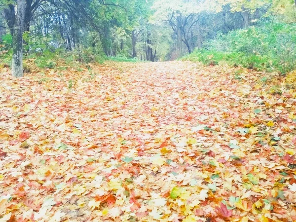 秋の公園 自然の背景 — ストック写真