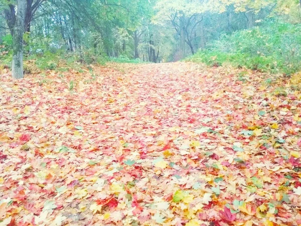 秋天公园 自然背景 — 图库照片