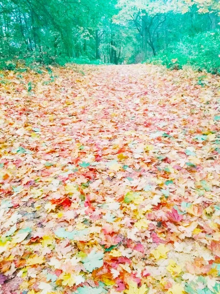 Herbstlicher Heller Wald Natürlicher Hintergrund — Stockfoto