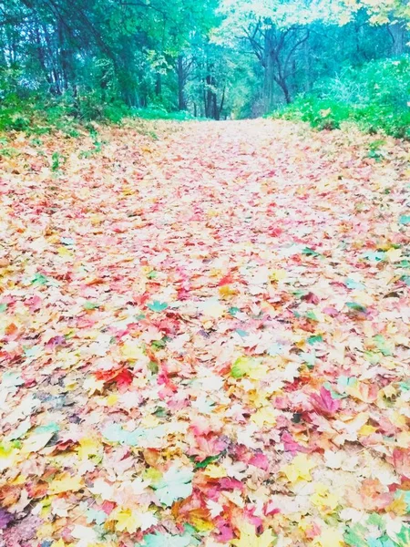 가을의 자연환경 — 스톡 사진