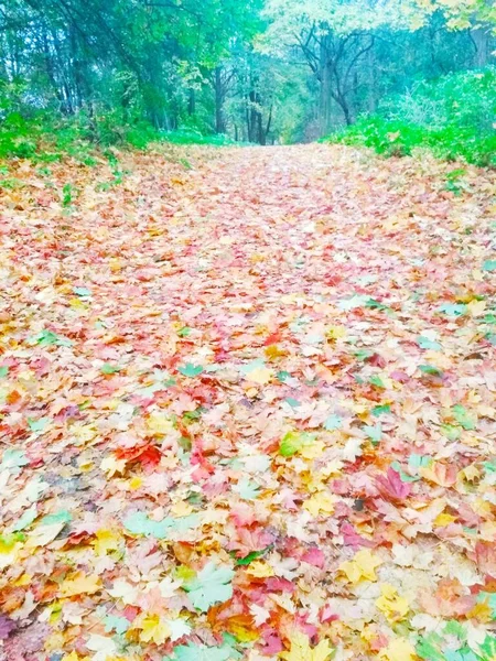 Herbstlicher Heller Wald Natürlicher Hintergrund — Stockfoto