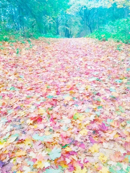 Herbstlicher Heller Wald Natürlicher Hintergrund — Stockfoto