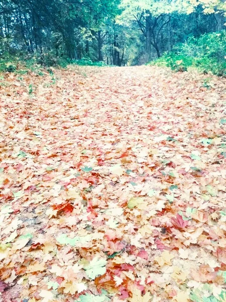 Herbstlicher Heller Wald Natürlicher Hintergrund — Stockfoto