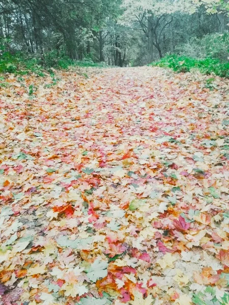 Podzimní Jasný Les Přírodní Zázemí — Stock fotografie