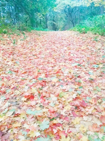 Herbstlicher Heller Wald Natürlicher Hintergrund — Stockfoto