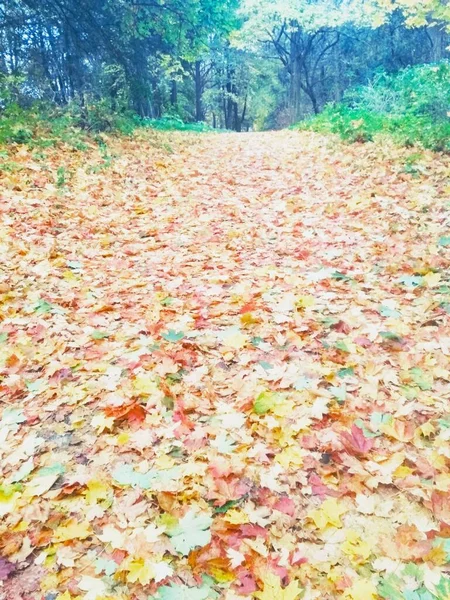 Herfst Helder Bos Natuurlijke Achtergrond — Stockfoto