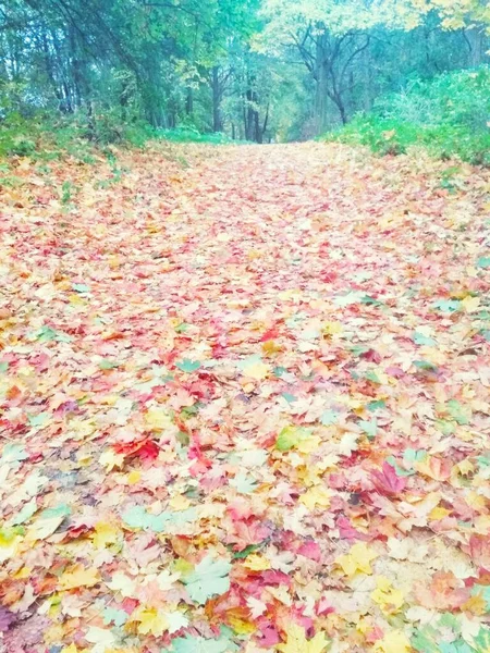 Herfst Helder Bos Natuurlijke Achtergrond — Stockfoto