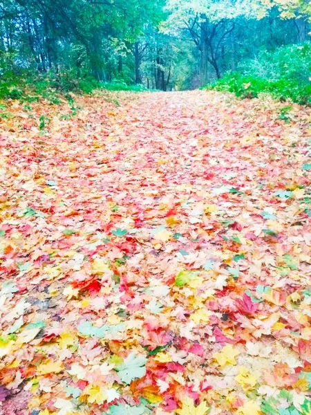 秋の明るい森 自然の背景 — ストック写真