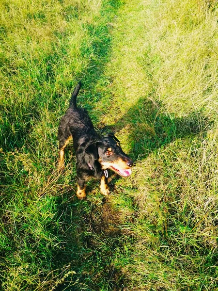 Bir yerlerde neşe içinde bir av köpeği arıyor. 