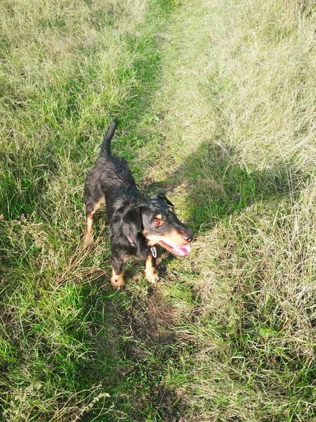 Terrier Caça Alegremente Olhando Algum Lugar — Fotografia de Stock