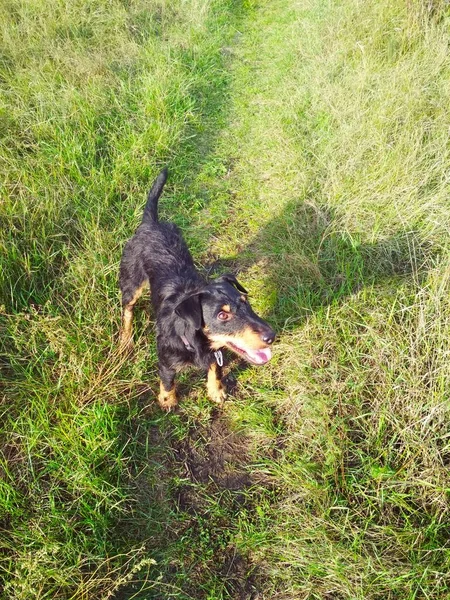 Bir yerlerde neşe içinde bir av köpeği arıyor. 