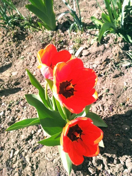 Beautiful Spring Tulips Natural Background — Stock Photo, Image