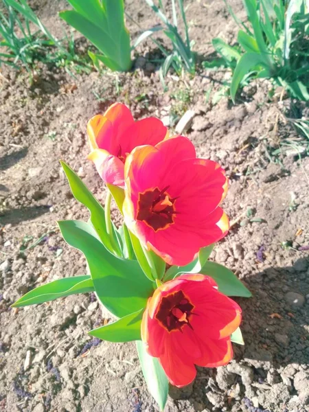 Hermosos Tulipanes Primavera Fondo Natural —  Fotos de Stock