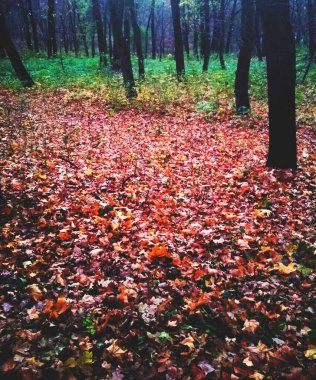 Sarı yapraklarla kaplı Parlak sonbahar parkı 