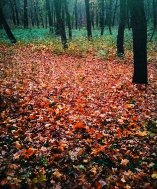 Sarı yapraklarla kaplı Parlak sonbahar parkı 