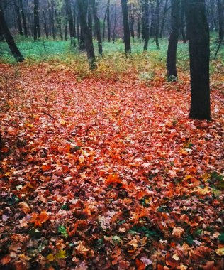 Sarı yapraklarla kaplı Parlak sonbahar parkı 