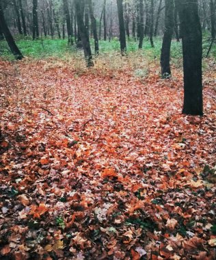 Sarı yapraklarla kaplı Parlak sonbahar parkı 