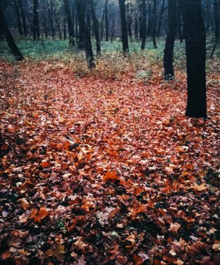 Sarı yapraklarla kaplı Parlak sonbahar parkı 