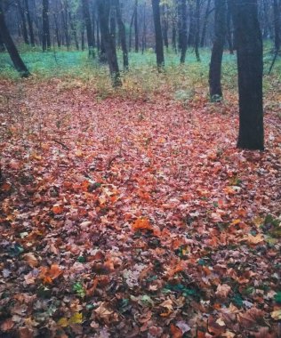 Sarı yapraklarla kaplı Parlak sonbahar parkı 