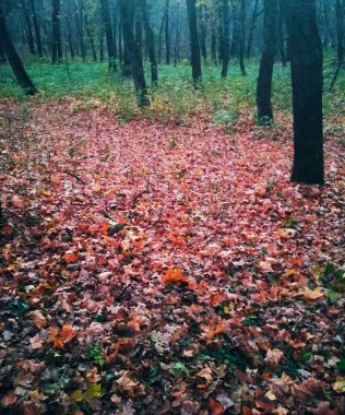 Sarı yapraklarla kaplı Parlak sonbahar parkı 