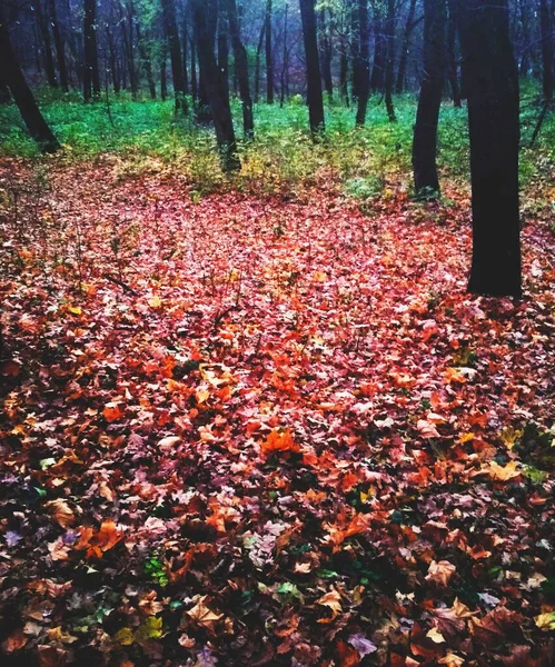 Sarı yapraklarla kaplı Parlak sonbahar parkı 