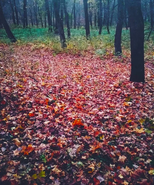 Jasny Jesienny Park Pokryty Żółtymi Liśćmi — Zdjęcie stockowe