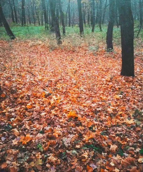 Jasny Jesienny Park Pokryty Żółtymi Liśćmi — Zdjęcie stockowe