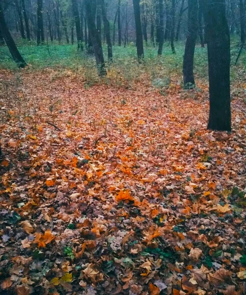 Светлый Осенний Парк Покрытый Желтыми Листьями — стоковое фото