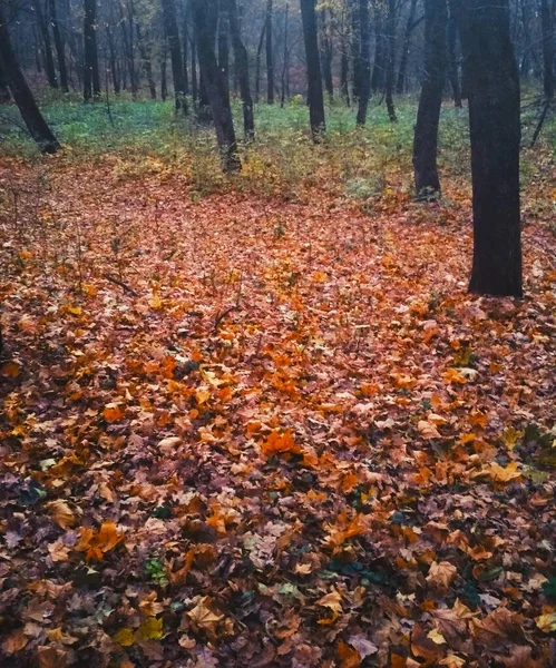 Jasny Jesienny Park Pokryty Żółtymi Liśćmi — Zdjęcie stockowe