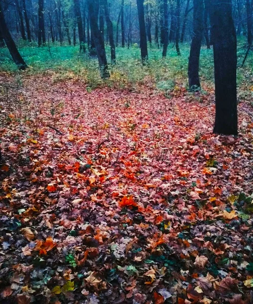 Světlý Podzimní Park Pokrytý Nažloutlými Listy — Stock fotografie