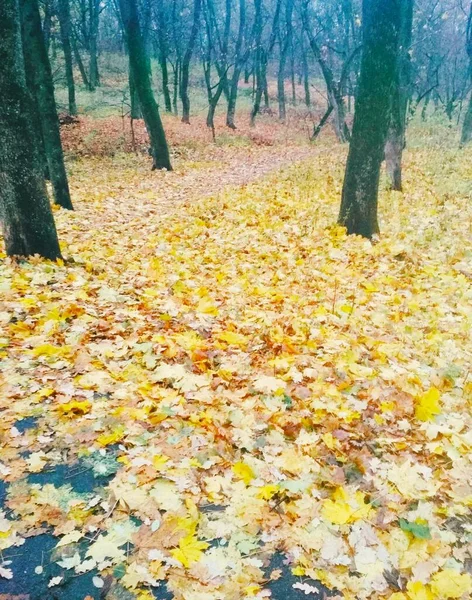 Jasny Park Pokryty Żółtymi Liśćmi Naturalne Tło — Zdjęcie stockowe